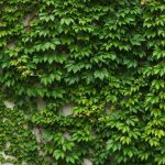La plante grimpante à croissance express qui va cacher votre vilain mur en une seule et unique saison