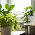 J'utilise l'eau de cuisson des pâtes pour mes plantes d'intérieur et elles n'ont jamais été aussi vigoureuses