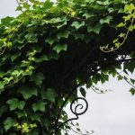 La seule plante grimpante que je recommande de tailler très sévèrement juste avant les premières gelées
