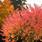 Cet arbuste méconnu illumine les haies de mille couleurs en novembre et attire les oiseaux chanteurs