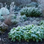 Oubliez le voile d'hivernage : cette méthode alternative protège vos plantes du gel et ne coûte absolument rien