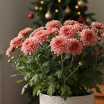 Le secret bien gardé pour que vos chrysanthèmes en pot durent facilement jusqu'à Noël