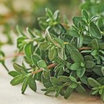 Cette plante aromatique se cultive facilement sur un balcon et résiste à toutes les gelées hivernales