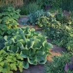 Mon voisin a mis un vieux tapis dans son potager, le résultat au printemps a rendu tout le quartier jaloux