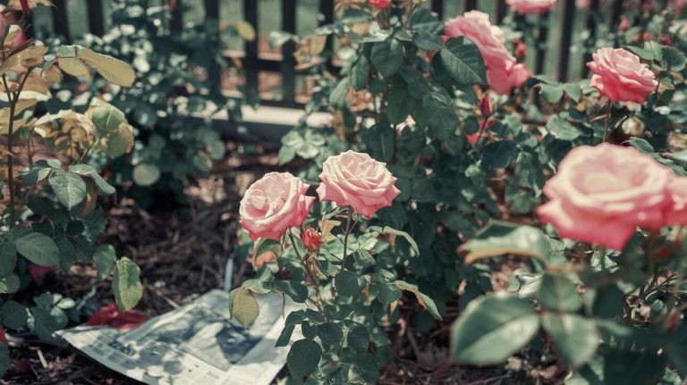 J&rsquo;ai simplement mis du papier journal au pied de mes rosiers, le résultat au printemps a été absolument bluffant