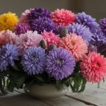 Cette plante exotique fleurit en novembre et apporte des couleurs tropicales dans le jardin français