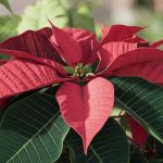 La plante « magique » et méconnue fleurit comme par enchantement à Noël et ne demande aucun soin durant l&rsquo;automne