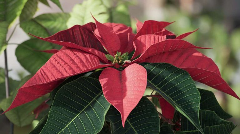 La plante « magique » et méconnue fleurit comme par enchantement à Noël et ne demande aucun soin durant l&rsquo;automne