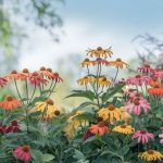 Cette fleur méconnue mais spectaculaire explose de couleurs en novembre, lorsque tout le reste de votre jardin est triste et gris