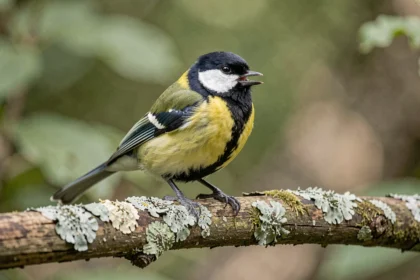Mésange charbonnière perchée sur une branche en bois chantant dans une forêt tempérée